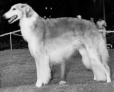 Top Best of Opposite Sex Borzoi 1996